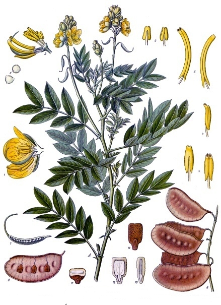 Senna_alexandrina_-_Köhler–s_Medizinal-Pflanzen-264